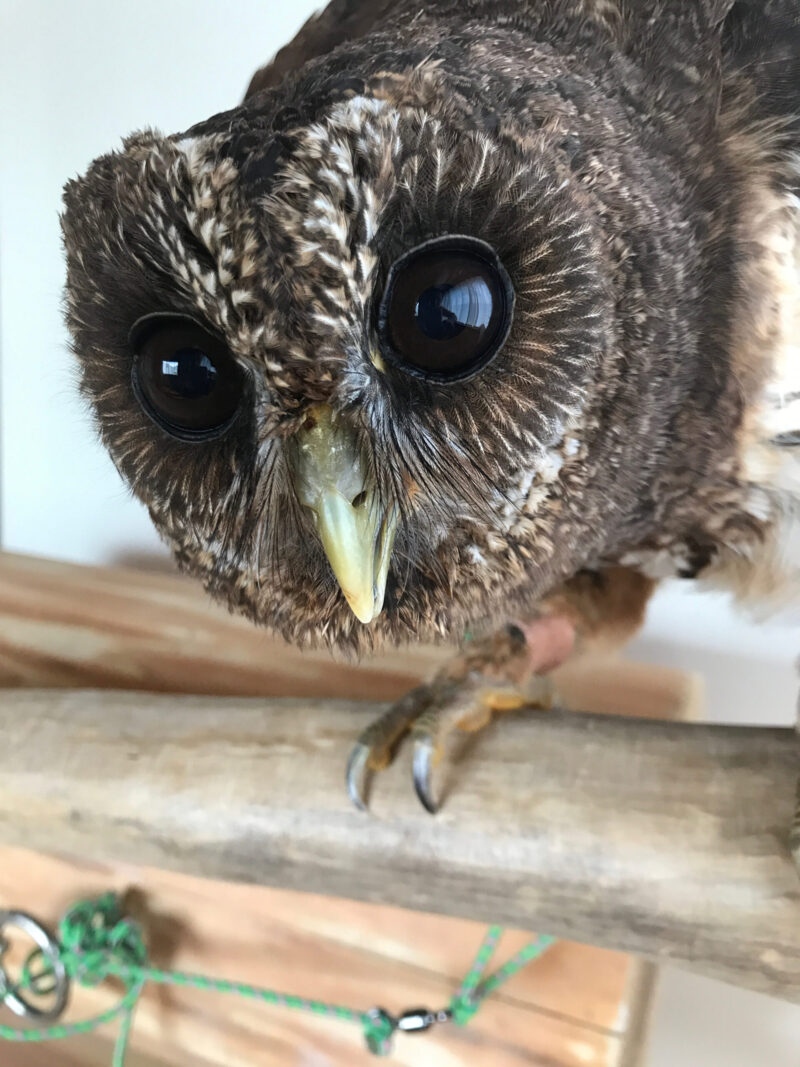 ナンベイヒナフクロウのカカオちゃん