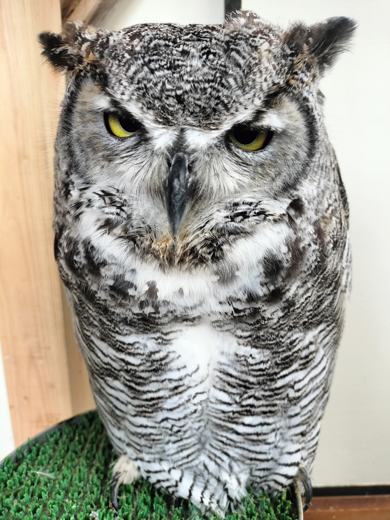 アメリカワシミミズクのアメリちゃん