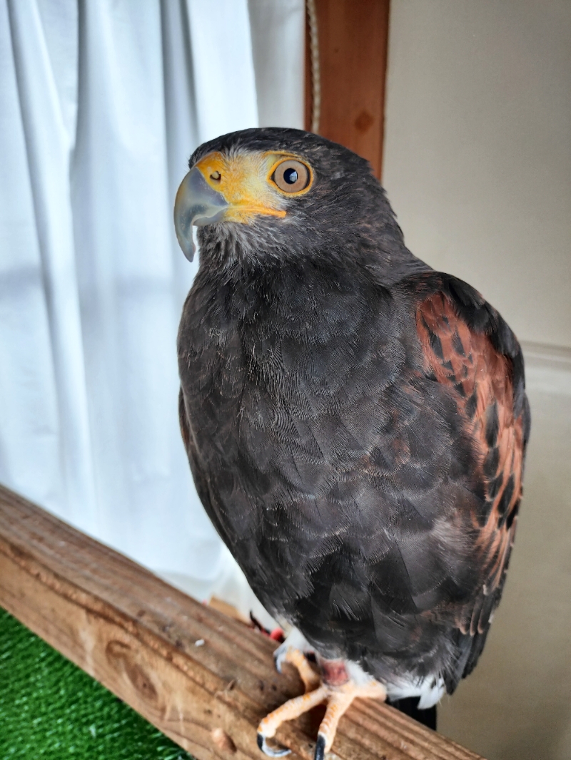 ハリスホークの金太郎ちゃん