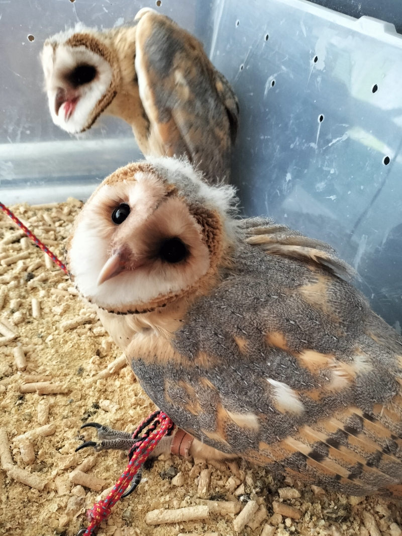 メンフクロウのマロンちゃん