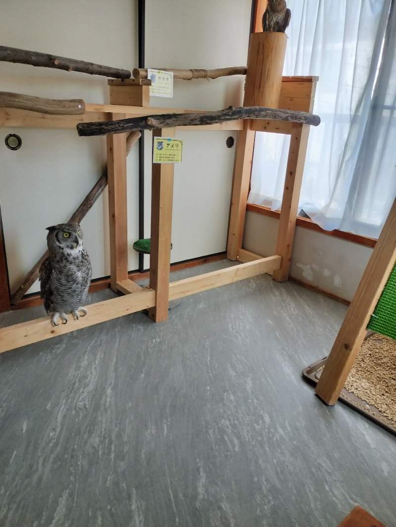 フクロウカフェ店内